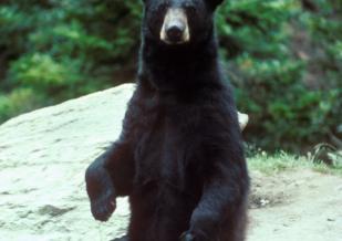 Alex Martinez avatar